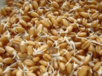 Польза пророщенной пшеницы